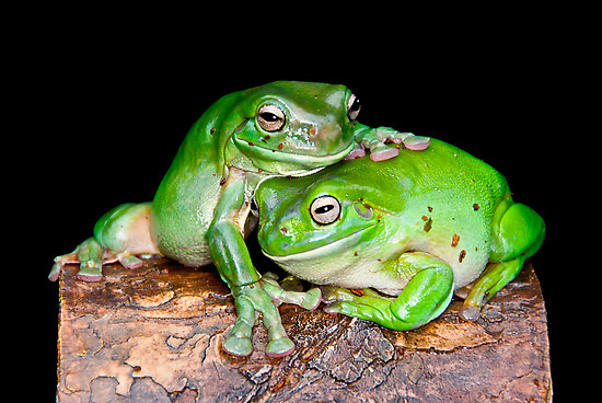 Funny australian green tree frog 2