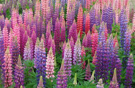 Lupins
